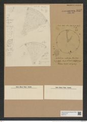 Aulacodiscus cellulosus Grove et Sturt. (de-Toni-Nr.: Genus 182, Species 4511) Zeichnungen Sammlung Grunow Nr. 8082 (NHMW-BOT-W0377411)